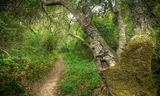 Junipero Serra - Live Oak Nature Trail  001_0.jpg
