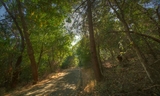 Wunderlich - Oak Trail-002.jpg