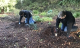 Volunteer Stewardship Planting