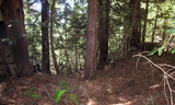Bear Ridge trail Photo