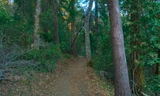 Huddart-Dean Trail-001.jpg