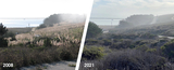 Jubata Grass at Pillar Point Bluff, Before and After