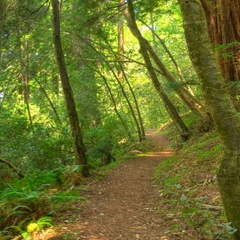Picture of Heritage Grove Trail